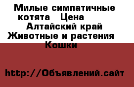 Милые симпатичные котята › Цена ­ 250 - Алтайский край Животные и растения » Кошки   